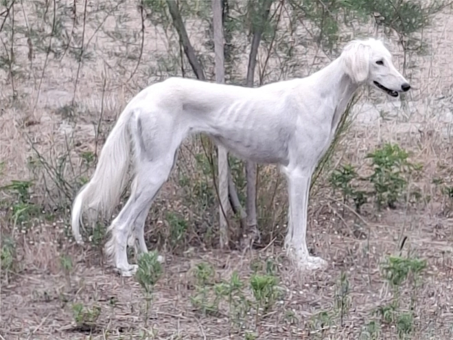 Saluki puppy for sale