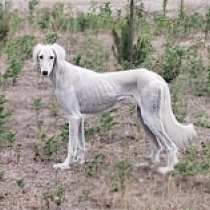 Chanel, white Saluki for sale
