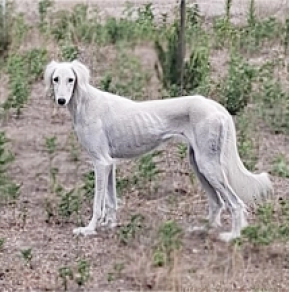 Saluki puppy for sale