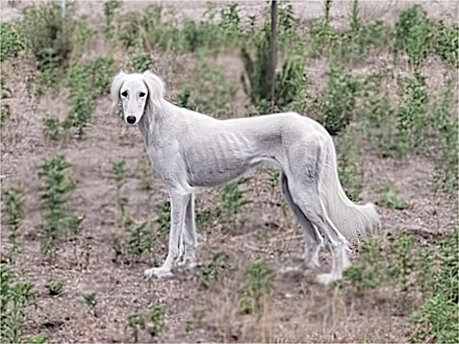Saluki puppy for sale