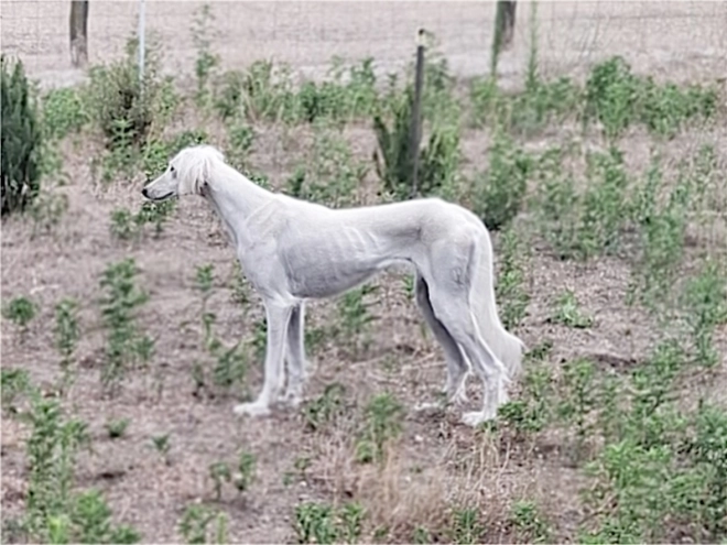 Saluki puppy for sale