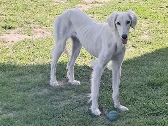 Perros Saluki en venta