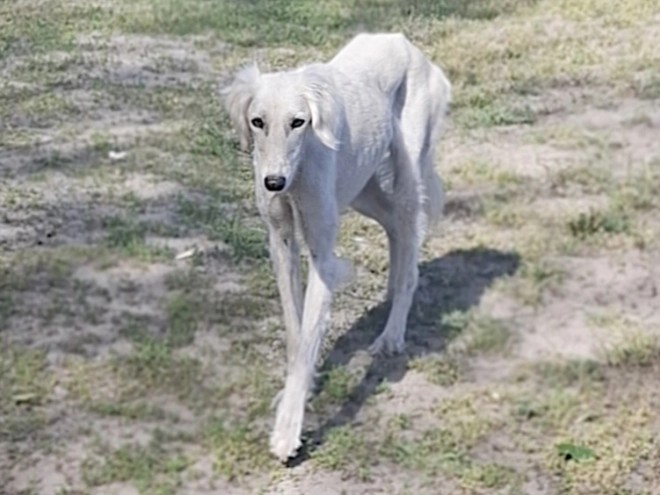 Perros Saluki en venta