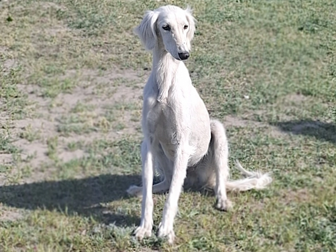 Perros Saluki en venta