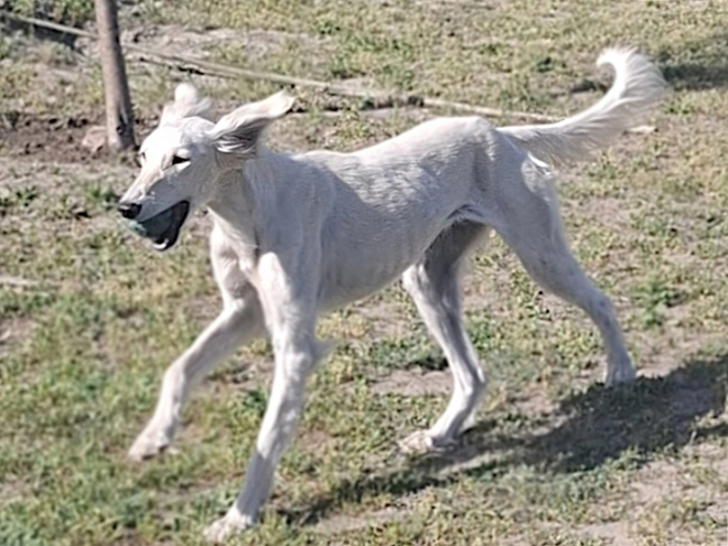 Perros Saluki en venta