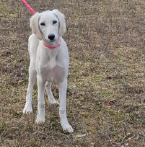 Saluki puppy for sale