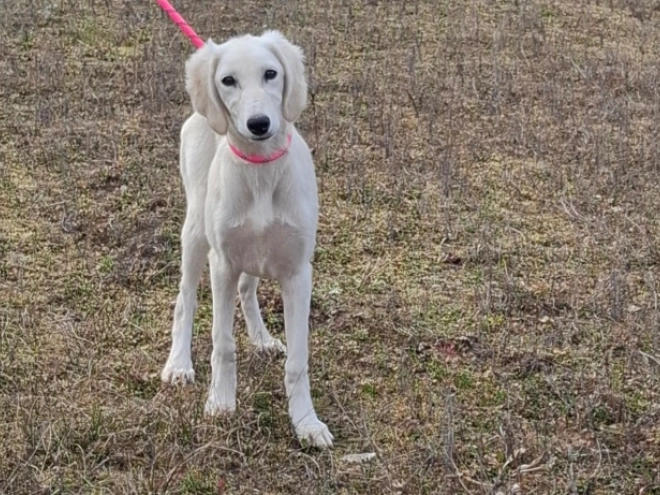 Saluki puppy for sale