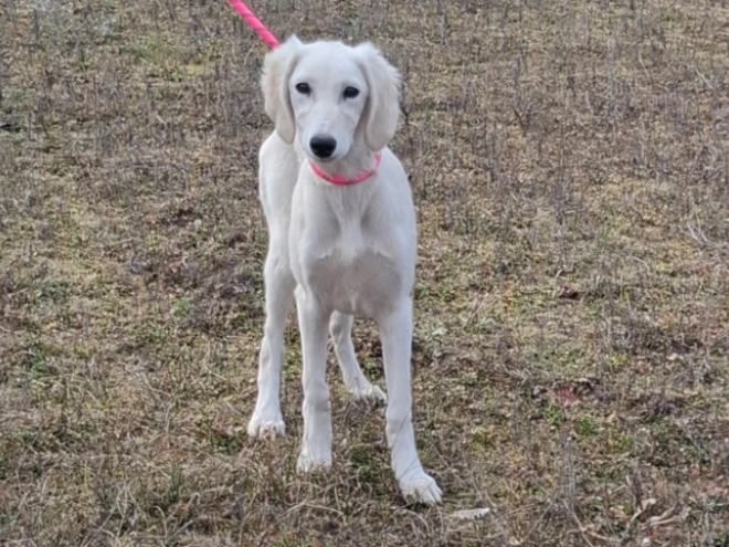 Saluki puppy for sale