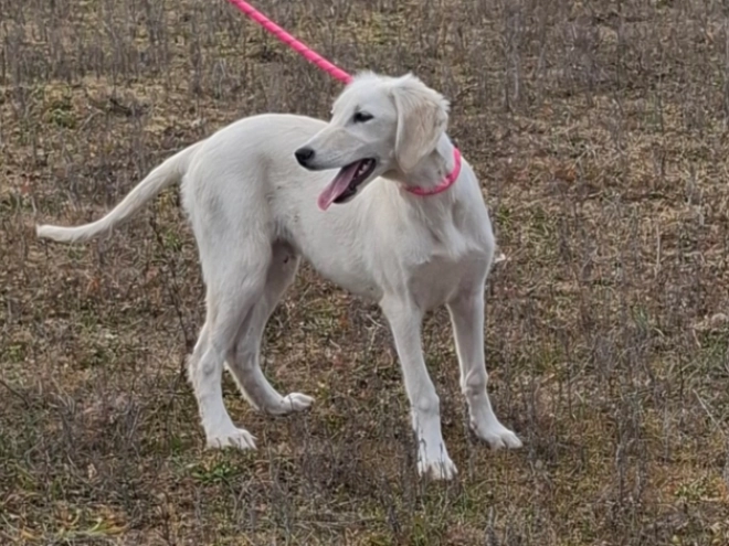 Saluki puppy for sale