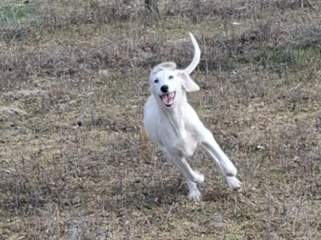 Saluki puppy for sale
