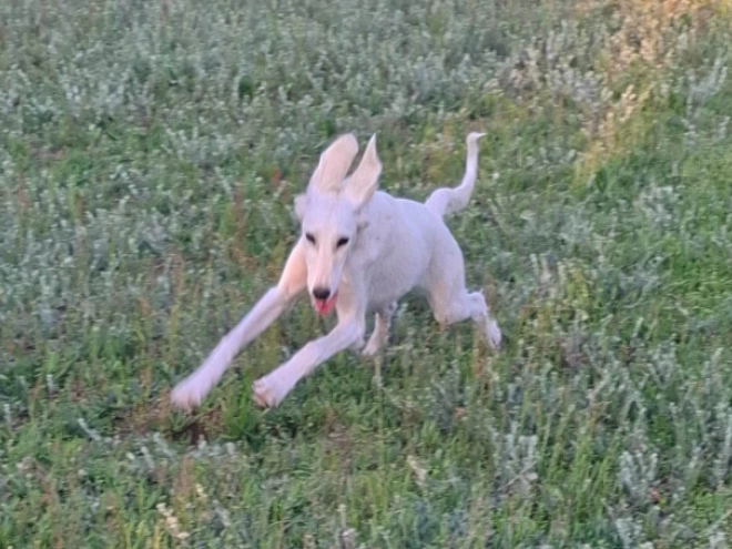 Saluki Welpe kaufen