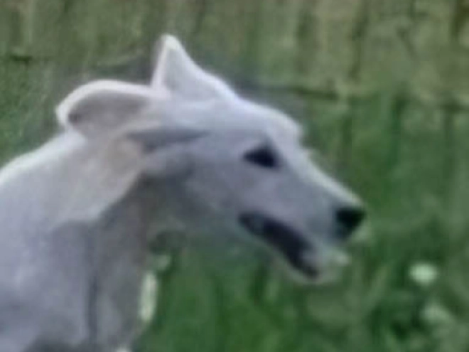 Saluki Welpe kaufen