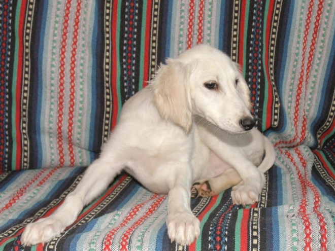 Saluki Welpe kaufen