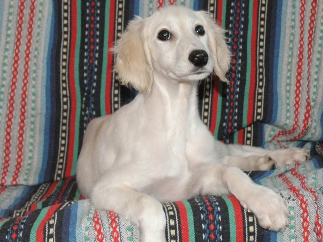 Saluki Welpe kaufen