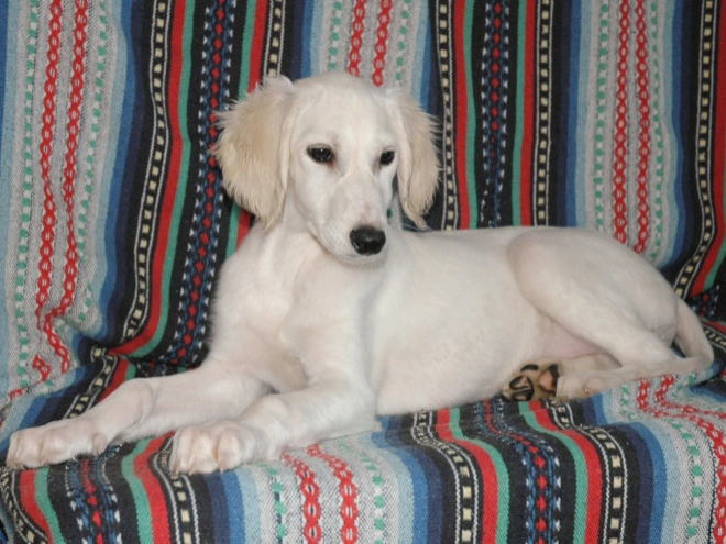Saluki Welpe kaufen