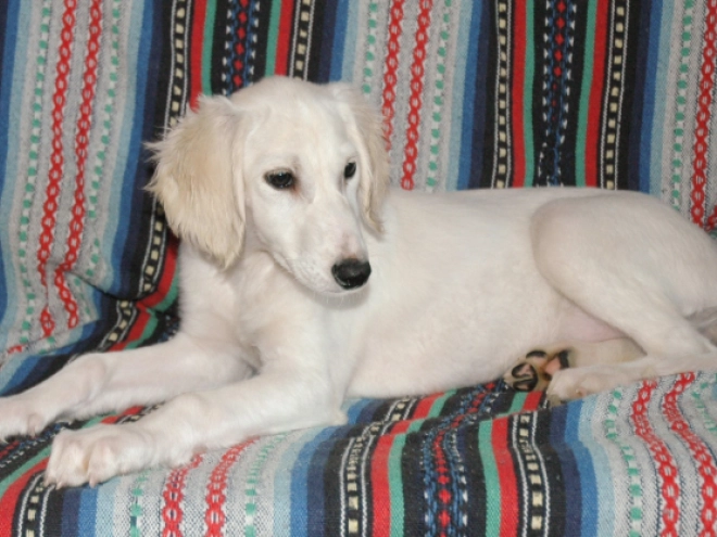 Saluki Welpe kaufen
