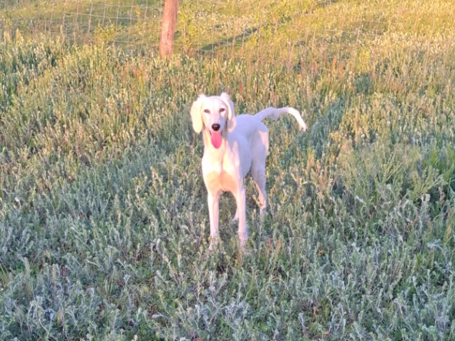 Saluki Welpe kaufen