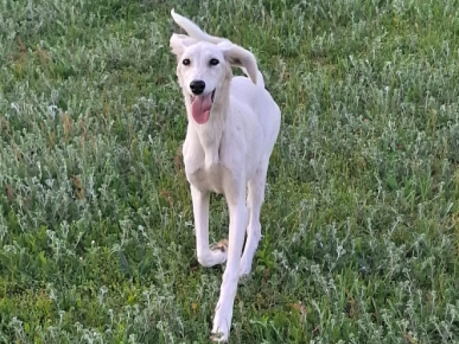 Saluki Welpe kaufen