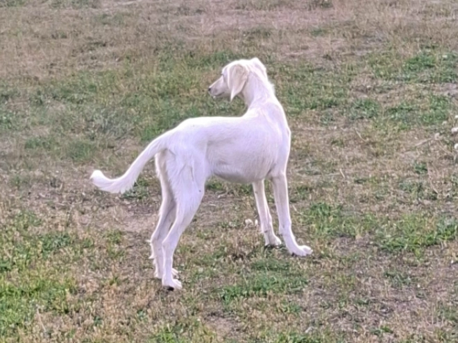 Saluki Welpe kaufen