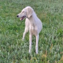 Snow White, cream white Saluki Welpen kaufen