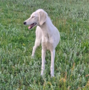 Saluki Welpe kaufen