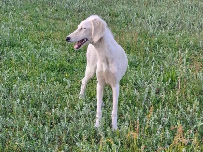 Saluki Welpe kaufen