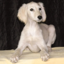 Saluki Welpe zu verkaufen
