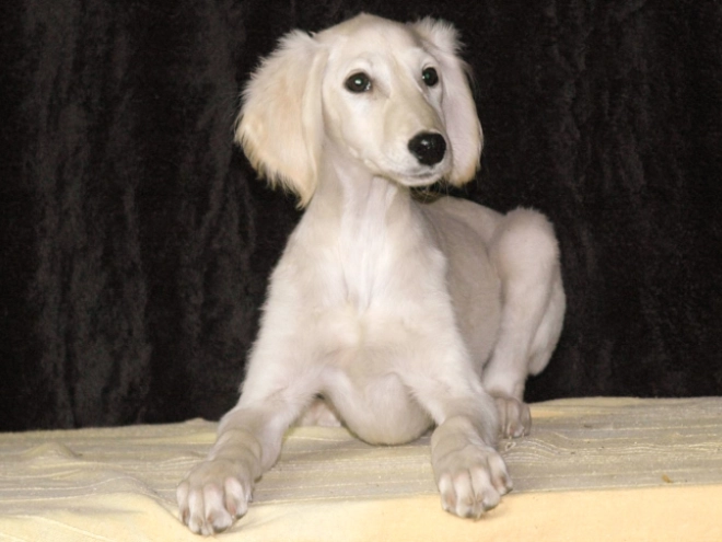 Saluki puppy for sale
