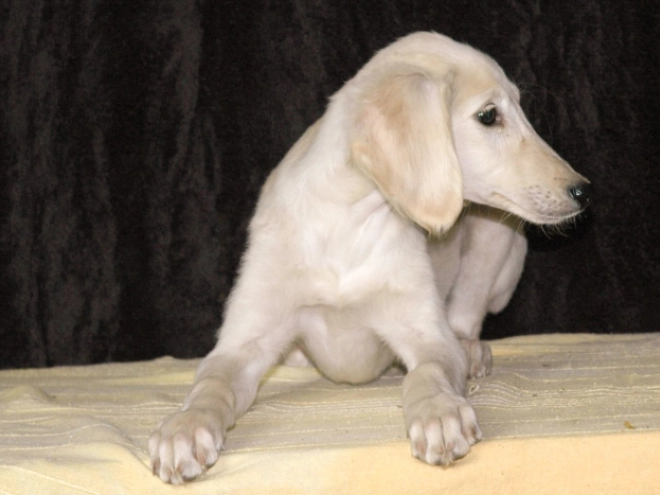 Saluki puppy for sale