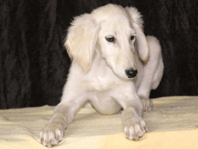 Saluki puppy for sale