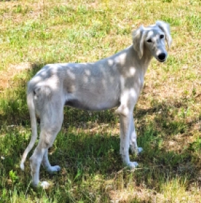 Perros Saluki en venta