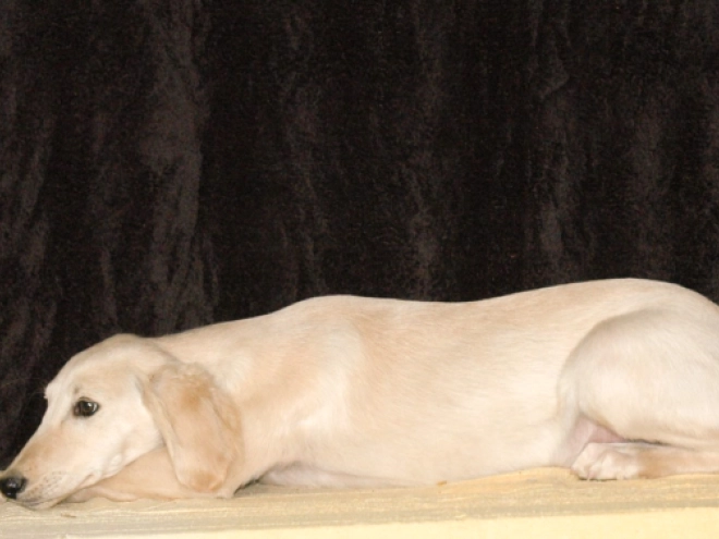 Saluki puppy for sale
