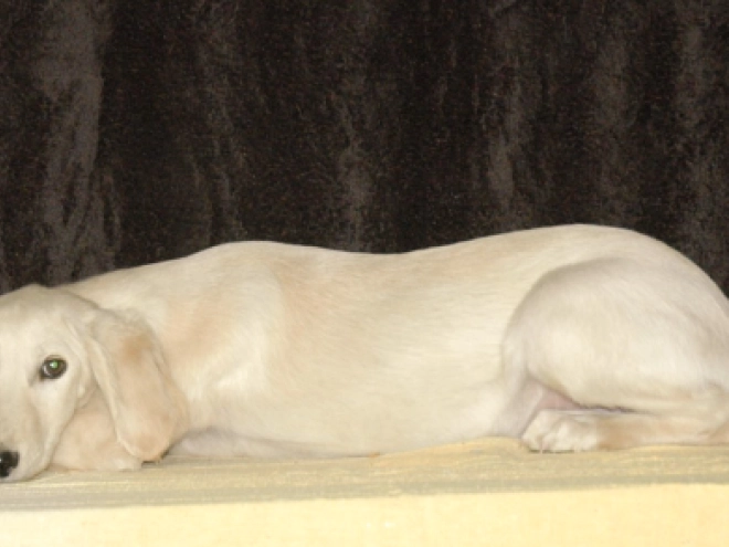 Saluki puppy for sale