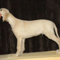Saluki Welpe zu verkaufen