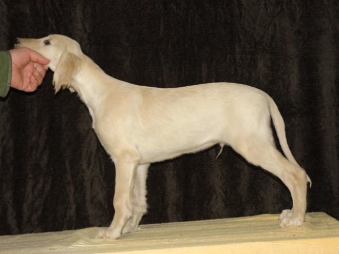 Saluki puppy for sale