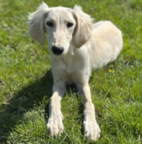 Saluki puppy for sale