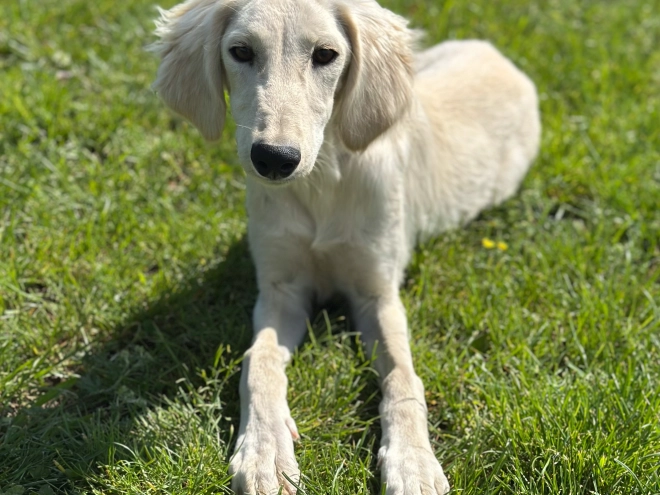 Saluki puppy for sale