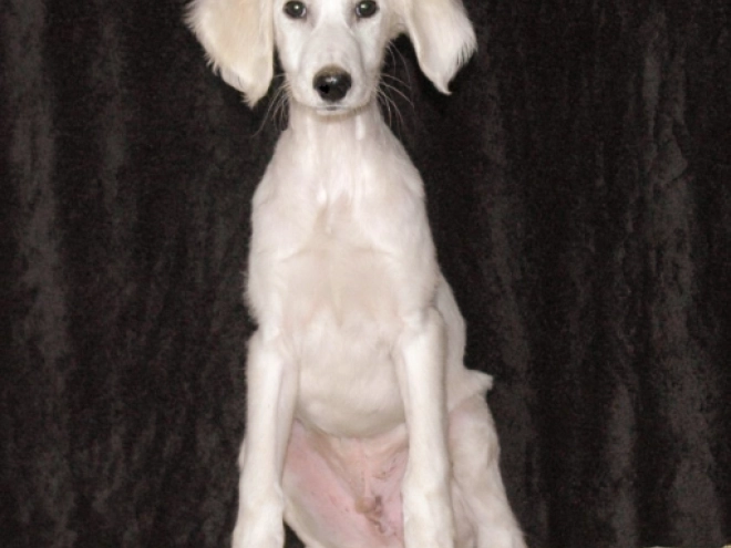 Saluki Welpe zu verkaufen