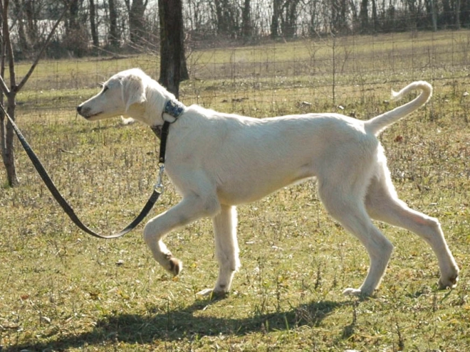 Saluki Welpe zu verkaufen