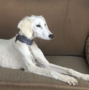 Saluki Welpe kaufen