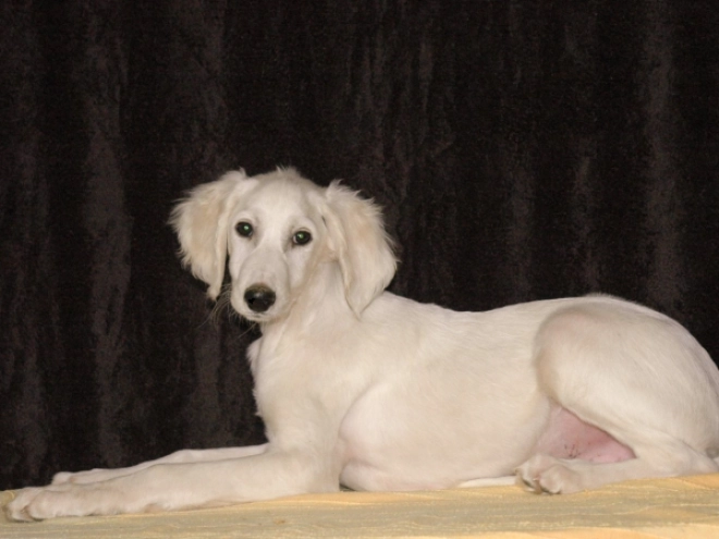 Saluki Welpe zu verkaufen