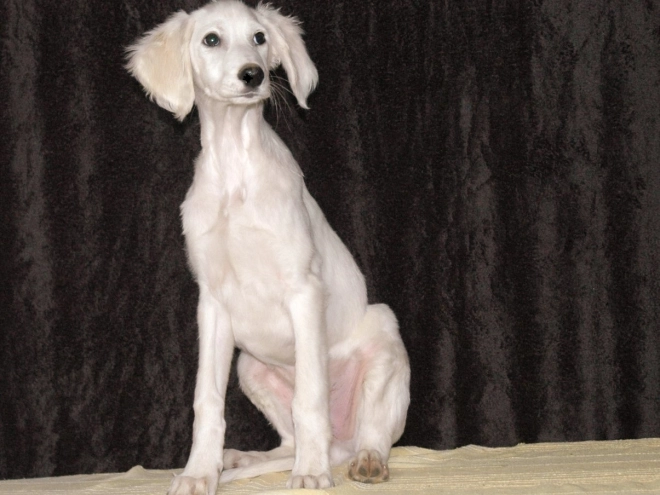 Saluki Welpe zu verkaufen