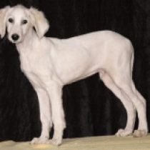 Saluki Welpe zu verkaufen