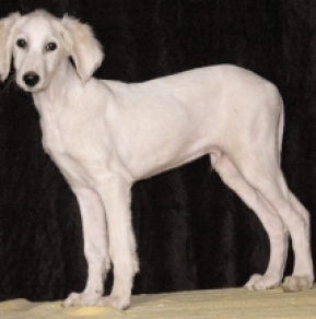 Saluki puppy for sale