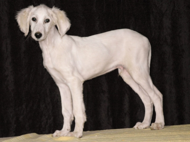 Saluki Welpe zu verkaufen