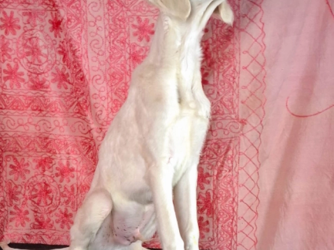 Saluki Welpe zu verkaufen