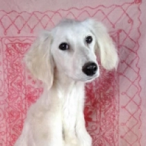 Saluki Welpe zu verkaufen