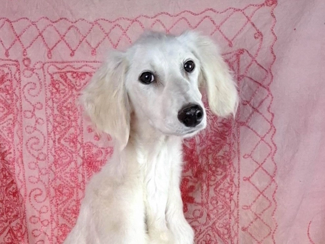 Saluki Welpe zu verkaufen