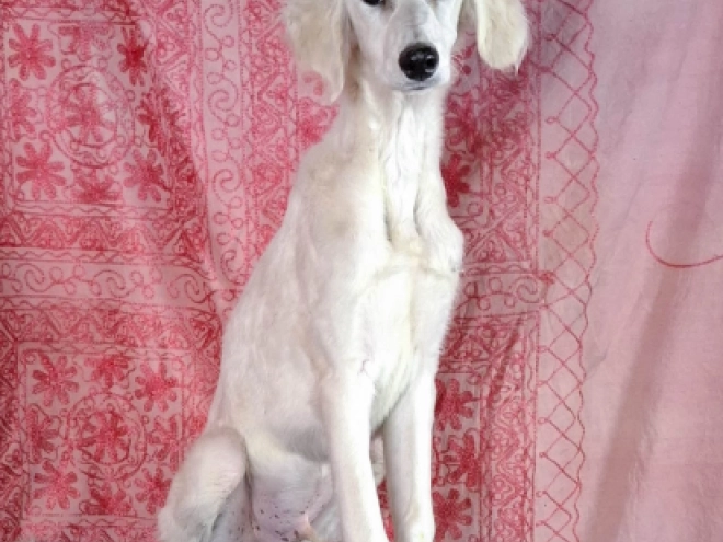 Saluki Welpe zu verkaufen