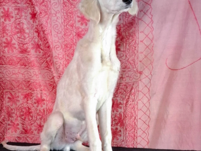 Saluki Welpe zu verkaufen
